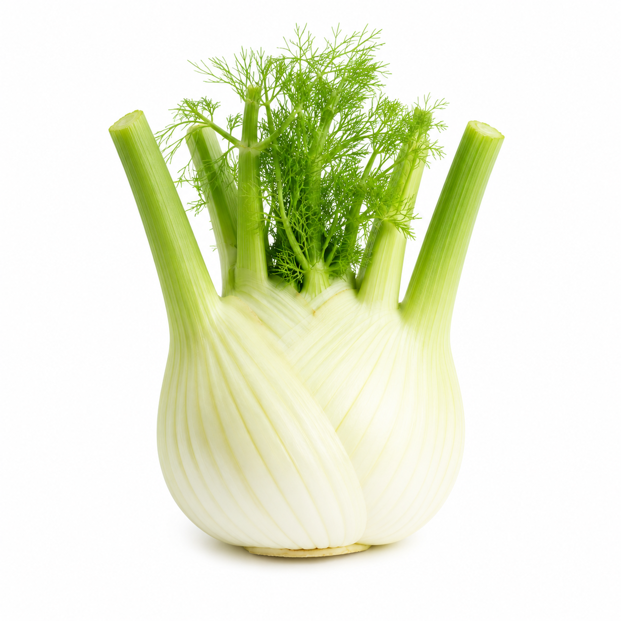 Organic Fennel